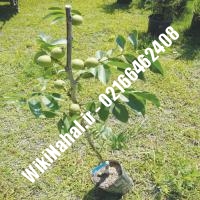 خرید نهال گردو ارمنستان | خرید گردو ارمنستان |خرید گردوی ارمنستان| نهالستان نمونه کرج 09120398416