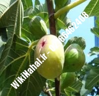 نهال انجیر میسیشن | انجیر میسیشن | نهالستان نمونه کرج ۶۶۴۶۲۴۰۸-۰۲۱