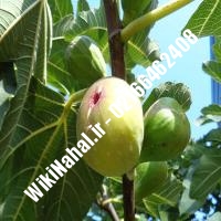 نهال انجیر میسیشن | انجیر میسیشن | نهالستان نمونه کرج 66462408-021