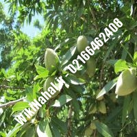 نهال بادام پوست کاغذی | بادام پوست کاغذی | نهالستان نمونه کرج 66462408-021 