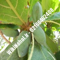 نهال بادام منقا | بادام منقا | نهالستان نمونه کرج 66462408-021