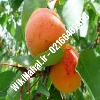 نهال زردآلو اردوبار | زردالو اردوبار | نهالستان نمونه کرج 66462408-021 