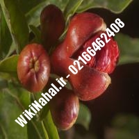 نهال انار خزر بردسکن | انار خزر بردسکن | نهالستان نمونه کرج 66462408-021