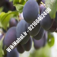 نهال آلو لومبارد آلو لومبارد نهالستان نمونه کرج 66462408-021