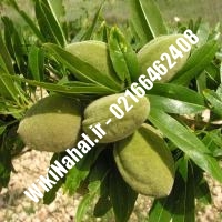 نهال بادام مامایی پایه رویشی بادام مامایی پایه رویشی نهالستان نمونه کرج 66462408-021
