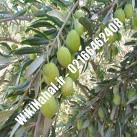 نهال زیتون فیشمی زیتون فیشمی نهالستان نمونه کرج 66462408-021
