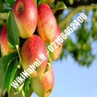 نهال سیب گلاب پایه رویشی سیب گلاب پایه رویشی نهالستان نمونه کرج 66462408-021