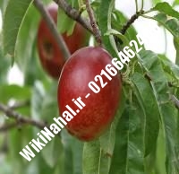 نهال شلیل شمس دیرگل | نهال شلیل شمس | نهالستان نمونه کرج ۰۹۱۲۳۲۰۵۲۷۱ مهندس حسینی