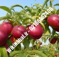 نهال شلیل شناسنامه دار دیرگل | نهال شلیل شناسنامه دار | نهالستان نمونه کرج ۰۹۱۲۳۲۰۵۲۷۱ مهندس حسینی