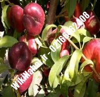 نهال شلیل فانتازیا دیرگل | نهال شلیل فانتازیا | نهالستان نمونه کرج ۰۹۱۲۳۲۰۵۲۷۱ مهندس حسینی