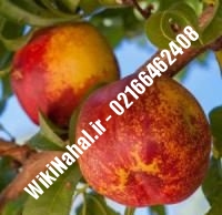 نهال شلیل قرمز بهاره دیرگل | نهال شلیل قرمز بهاره | نهالستان نمونه کرج ۰۹۱۲۳۲۰۵۲۷۱ مهندس حسینی