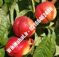 نهال شلیل قرمز پاییزه دیرگل | نهال شلیل قرمز پاییزه | نهالستان نمونه کرج ۰۹۱۲۳۲۰۵۲۷۱ مهندس حسینی