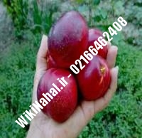 نهال شلیل مغان دیرگل | نهال شلیل مغان | نهالستان نمونه کرج ۰۹۱۲۳۲۰۵۲۷۱ مهندس حسینی