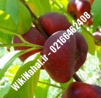 نهال شلیل نکتارد دیرگل | نهال شلیل نکتارد | نهالستان نمونه کرج ۰۹۱۲۳۲۰۵۲۷۱ مهندس حسینی