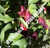 نهال شلیل کیوتا دیرگل | نهال شلیل کیوتا | نهالستان نمونه کرج ۰۹۱۲۳۲۰۵۲۷۱ مهندس حسینی