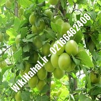 نهال گوجه سبز آذرشهر نهال گوجه سبز نهالستان نمونه کرج 09123205271 مهندس حسینی