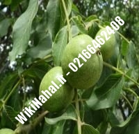 نهال گردو چندلر | گردو چندلر | گردوی چندلر | نهالستان نمونه کرج ۰۹۱۲۰۳۹۸۴۱۶