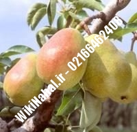 نهال گلابی ویلیامز | گلابی ویلیامز | نهالستان نمونه کرج ۶۶۴۶۲۴۰۸-۰۲۱