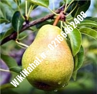 نهال گلابی کوشیا | گلابی کوشیا | نهالستان نمونه کرج ۶۶۴۶۲۴۰۸-۰۲۱