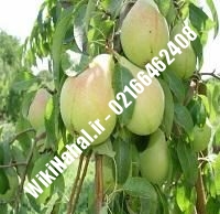 نهال گلابی قوسی مشهد | گلابی قوسی مشهد | نهالستان نمونه کرج ۶۶۴۶۲۴۰۸-۰۲۱