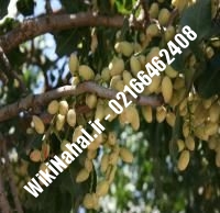 نهال پسته ممتاز پیوندی | پسته ممتاز پیوندی | نهالستان نمونه کرج ۶۶۴۶۲۴۰۸-۰۲۱