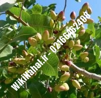 نهال پسته علم پیوندی | پسته علم پیوندی | نهالستان نمونه کرج ۶۶۴۶۲۴۰۸-۰۲۱