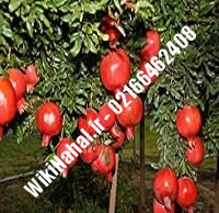 نهال انار گلوباریک | انار گلوباریک | نهالستان نمونه کرج ۶۶۴۶۲۴۰۸-۰۲۱