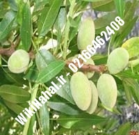 نهال بادام یلدا پایه رویشی | بادام یلدا پایه رویشی | نهالستان نمونه کرج ۶۶۴۶۲۴۰۸-۰۲۱