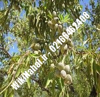 نهال بادام فرانسوی پایه رویشی | بادام فرانسوی پایه رویشی | نهالستان نمونه کرج ۶۶۴۶۲۴۰۸-۰۲۱