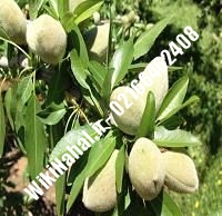 نهال بادام کاغذی پایه رویشی | بادام کاغذی پایه رویشی | نهالستان نمونه کرج ۶۶۴۶۲۴۰۸-۰۲۱