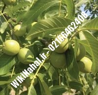 نهال گردو یالووا ترکیه پیوندی | گردو یالووا ترکیه | نهالستان نمونه کرج ۰۹۱۲۰۳۹۸۴۱۶