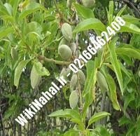 نهال بادام منقا پایه رویشی | بادام منقا پایه رویشی | نهالستان نمونه کرج ۶۶۴۶۲۴۰۸-۰۲۱