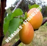 نهال زردآلو نیوکاسل | زردالو نیوکاسل | نهالستان نمونه کرج ۶۶۴۶۲۴۰۸-۰۲۱