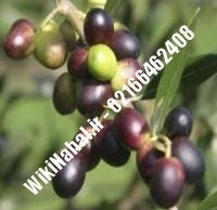 نهال زیتون شنگه | زیتون شنگه | نهالستان نمونه کرج ۶۶۴۶۲۴۰۸-۰۲۱