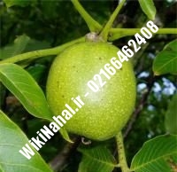 نهال گردو وینا پیوندی | گردو وینا | نهالستان نمونه کرج ۰۹۱۲۰۳۹۸۴۱۶