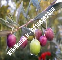 نهال زیتون میشن | زیتون میشن | نهالستان نمونه کرج ۶۶۴۶۲۴۰۸-۰۲۱