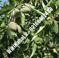 نهال بادام شناسنامه دار پایه رویشی | بادام شناسنامه دار پایه رویشی | نهالستان نمونه کرج ۶۶۴۶۲۴۰۸-۰۲۱