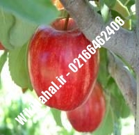نهال سیب گالا | سیب گالا | نهالستان نمونه کرج ۶۶۴۶۲۴۰۸-۰۲۱