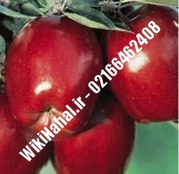 نهال سیب لبنان قرمز | سیب لبنان قرمز | نهالستان نمونه کرج ۶۶۴۶۲۴۰۸-۰۲۱