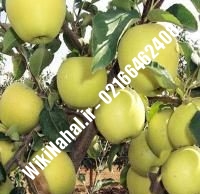 نهال سیب لبنان زرد | سیب لبنان زرد | نهالستان نمونه کرج ۶۶۴۶۲۴۰۸-۰۲۱