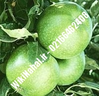 نهال سیب گرانی اسمیت | سیب گرانی اسمیت | نهالستان نمونه کرج ۶۶۴۶۲۴۰۸-۰۲۱