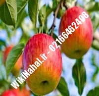 نهال سیب قندک | سیب قندک | نهالستان نمونه کرج ۶۶۴۶۲۴۰۸-۰۲۱