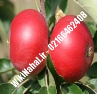 نهال سیب سوپر چیف پایه رویشی | سیب سوپر چیف پایه رویشی | نهالستان نمونه کرج ۶۶۴۶۲۴۰۸-۰۲۱