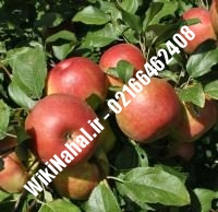 نهال سیب گلشاهی | سیب گلشاهی | نهالستان نمونه کرج ۶۶۴۶۲۴۰۸-۰۲۱