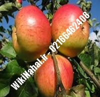 نهال سیب کاکس ارنج | سیب کاکس ارنج | نهالستان نمونه کرج ۶۶۴۶۲۴۰۸-۰۲۱