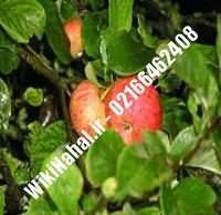 نهال سیب نوری مراغه | سیب نوری مراغه| نهالستان نمونه کرج ۶۶۴۶۲۴۰۸-۰۲۱