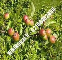 نهال سیب مربایی مشهد | سیب مربایی مشهد | نهالستان نمونه کرج ۶۶۴۶۲۴۰۸-۰۲۱