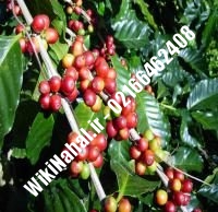 نهال آلبالو مونت مورنسی پایه رویشی | آلبالو مونت مورنسیپایه رویشی | نهالستان نمونه کرج ۶۶۴۶۲۴۰۸-۰۲۱