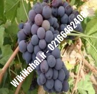 نهال انگور لعل بیدانه شناسنامه دار | نهالستان نمونه کرج ۰۲۱۶۶۴۶۲۴۰۸