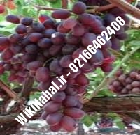 نهال انگور قزل اوزوم شناسنامه دار | نهالستان نمونه کرج ۰۲۱۶۶۴۶۲۴۰۸